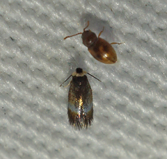 Stigmella multispicata