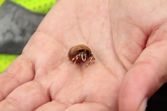 Pagurus acadianus