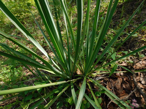 Yucca madrensis
