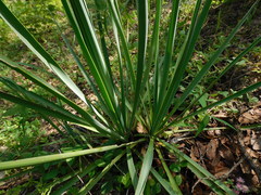 Yucca madrensis