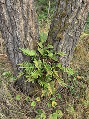 Polypodium scouleri image