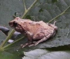 Raorchestes sanctisilvaticus