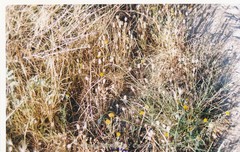 Anacyclus valentinus