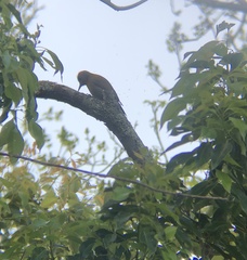 Chloropicus griseocephalus