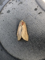 Acronicta insularis