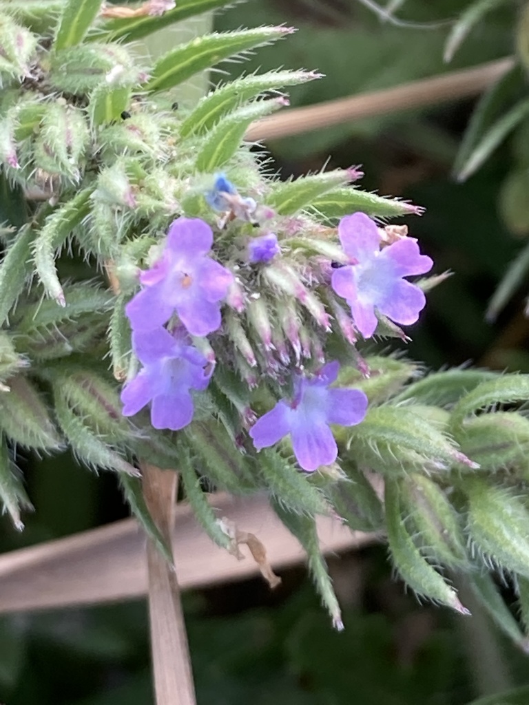bigbract-verbena-from-highway-3a-ab-ca-on-september-4-2020-at-10-09