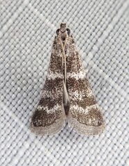 Ephestia columbiella