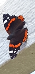 Vanessa atalanta