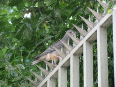 Zenaida auriculata