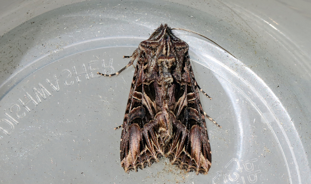 Anarta farnhami