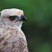 Asian Hawk-Eagles - Photo (c) Luciana Leite, some rights reserved (CC BY-NC), uploaded by Luciana Leite