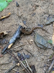 Desmognathus planiceps