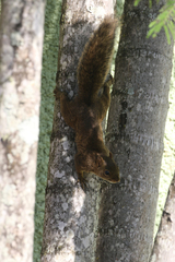 Sciurus aestuans