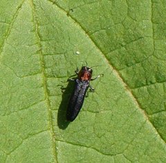 Agrilus ruficollis