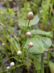 Eriocaulon cinereum
