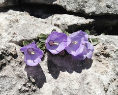 Campanula raineri