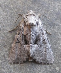 Eremobina leucoscelis