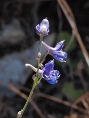 Delphinium decorum decorum