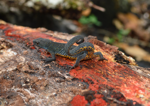 Black-spotted Newt