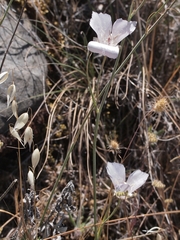 Calochortus splendens