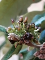 Andricus grossulariae