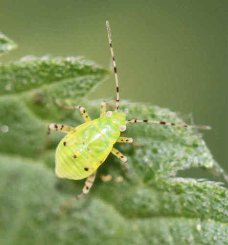 Three Spotted Nettle Bug