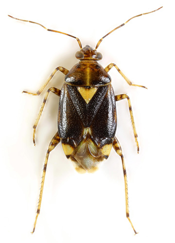 Three Spotted Nettle Bug