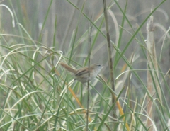 Limnoctites sulphuriferus