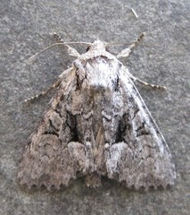 Eremobina leucoscelis