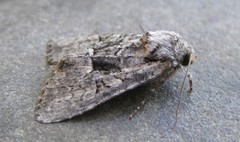 Eremobina leucoscelis