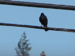 Corvus brachyrhynchos caurinus
