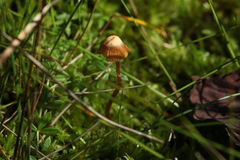 Galerina sphagnorum