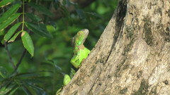 Iguana iguana