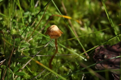 Galerina sphagnorum