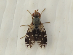 Spathulina sicula