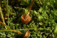 Galerina sphagnorum