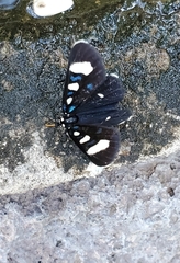 Alypiodes flavilinguis