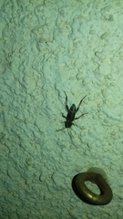 Xylotrechus smei