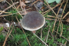 Xerocomellus zelleri