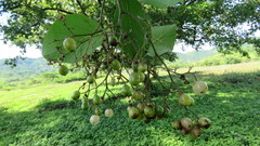 Cordia alba