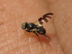 Sphaeniscus filiolus