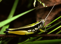 Oxya hyla