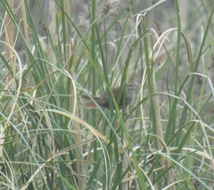 Limnoctites sulphuriferus