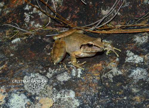 Common Leaf-litter Frog