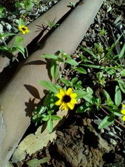 Sanvitalia procumbens