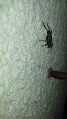 Xylotrechus smei