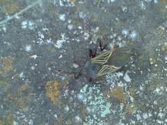 Pachylis gigas