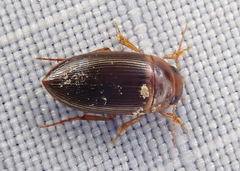 Copelatus caelatipennis