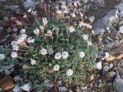 Chaenactis douglasii alpina