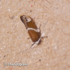 Promalactis longiuncata